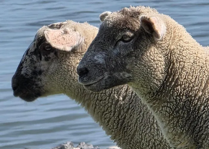 아파트 Landskron By Interhome Friederikensiel